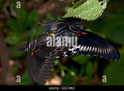 Das Bild des blauen Mormone Schmetterling (Papilio Polymnestor) Paarung in Matheran, Indien Stockfoto