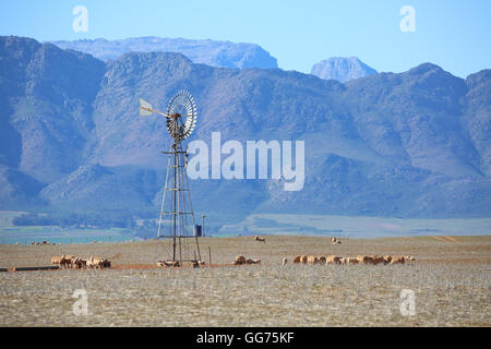 Windmühle bei Dam mit Merino's abschrecken, ihren Durst in der Nähe von Piketberg im Swartland, Western Cape, Südafrika Stockfoto