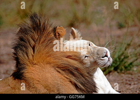 Eine weiße Löwin (Panthera Leo) Kopf gegen ein männlicher Löwe in Drakenstein Löwenpark, Paarl, Westkap, Südafrika Stockfoto