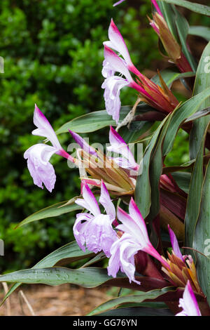 Orchidee wie Blumen und roten braune Laub von hardy Ingwer, Roscoea Purpurea "Brown Peacock" Stockfoto