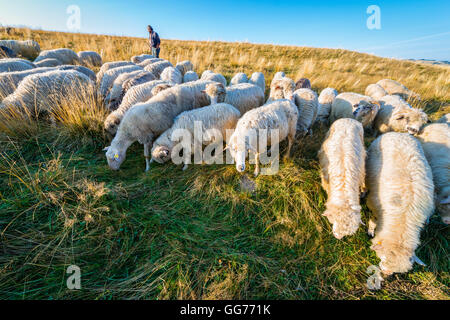 Jaworki, Polen - 30. August 2015: Schäfer mit seiner Herde von Schafen und Hunden Beweidung auf die Hügel des Pieniny-Gebirge wandern Stockfoto