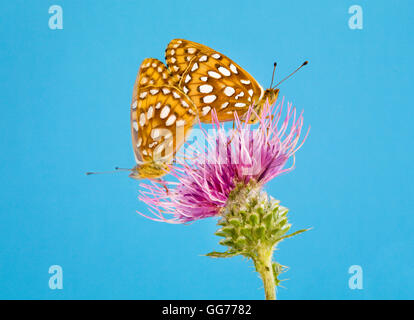 Ein Paar von Zerene Fritillary Schmetterlinge, speyeria Zerene landete auf einem Stier Thistle (Cirsium vulgare) Nektar suchen. Stockfoto