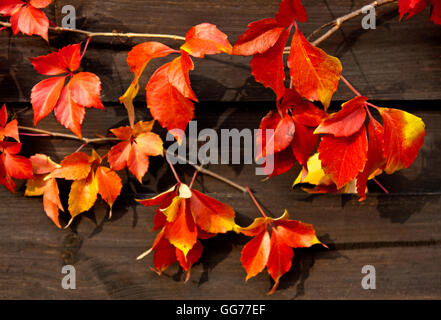 farbige Rotes Laub von Virginian Creeper auf Holz Stockfoto