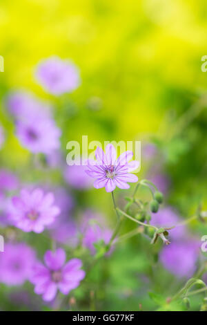 Geranium molle. Der taube Fuß Crane's Bill/Dovesfoot Geranium Blume in einem Garten. Stockfoto