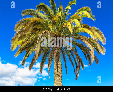 Goldene und grüne Palme gegen blauen Himmel Stockfoto