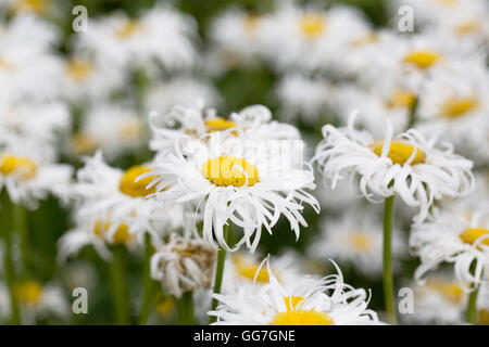 Leucanthemum. Shasta Daisy Blumen. Stockfoto