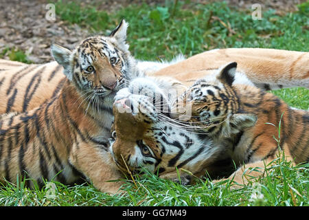 Weibliche Amur-Tiger spielt mit ihren kleinen Jungen Gras Stockfoto