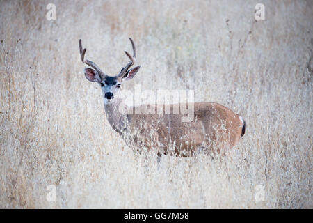 Schwarz-tailed deer (Odocoileus Hemionus) männlichen Erwachsenen in Alert suchen. Stockfoto