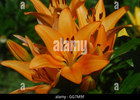 Taglilie, hemerocallis fulva, orange Taglilie Stockfoto