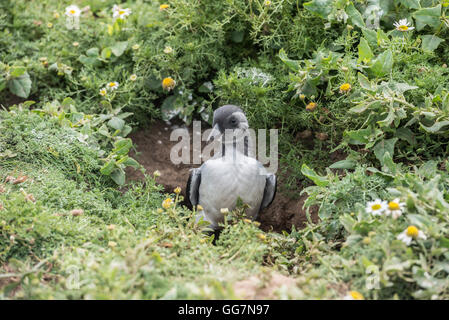 Juvenile Papageitaucher (Fratercula Arctica), auch bekannt als ein Puffling Stockfoto