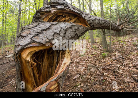 Nahaufnahme von Baum geknackt vom Zentrum mit Stamm Splittern Stockfoto