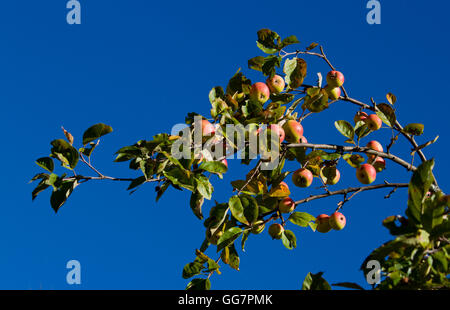 Apfelbaum mit Zweigen voller Äpfel Früchte Stockfoto