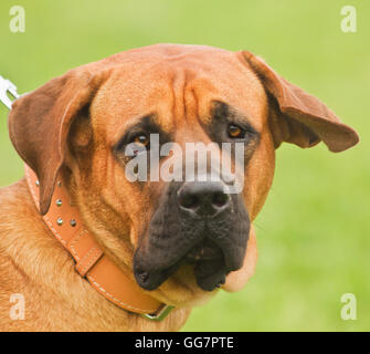 reinrassige Fila Brasileiro auch bekannt als das brasilianische Mastiff-Porträt Stockfoto