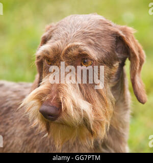 reinrassigen Rauhaar Dackel Porträt Stockfoto