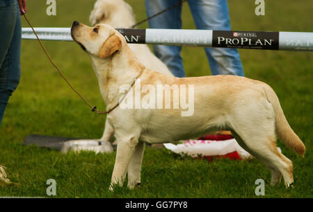 reinrassige golden labrador Stockfoto