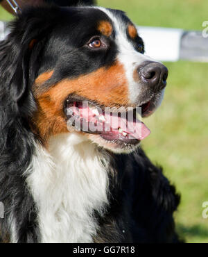 Berner Sennenhund, namens in deutscher Sprache die Berner Sennenhund Stockfoto