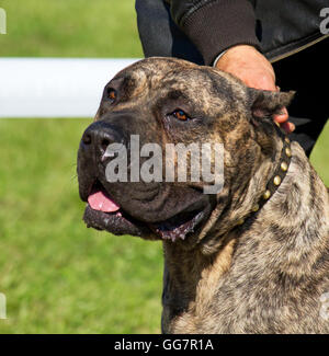 reinrassige Cane Corso Porträt Stockfoto