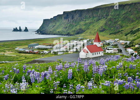 Reyniskirja Kirche, Wildblumen lupine (Lupinus Arcticus) und Reynisdrangar Stacks, Vik, Island Stockfoto