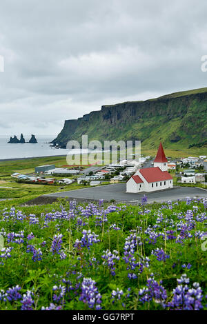 Reyniskirja Kirche, Wildblumen lupine (Lupinus Arcticus) und Reynisdrangar Stacks, Vik, Island Stockfoto