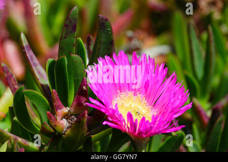 Khoi (bekannt als Pigface, Eis-Anlage) mit rosafarbenen großen gänseblümchenartigen Blüten Nahaufnahme. Stockfoto