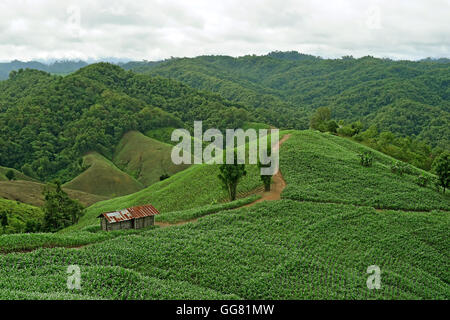 Landschaftsbild von grünen Bergen bedeckt Gras und Bäumen Stockfoto