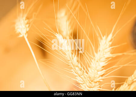 Zusammenfassung Hintergrund gelb Weizen warme Farben Stockfoto