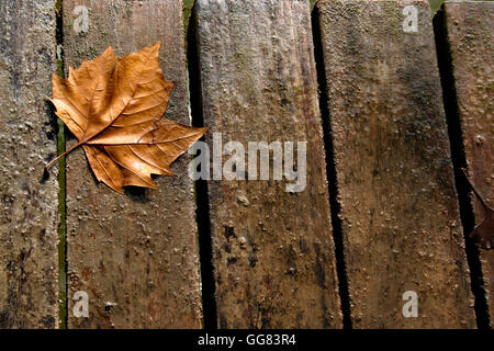 Herbst Blatt auf Holzbrettern Stockfoto