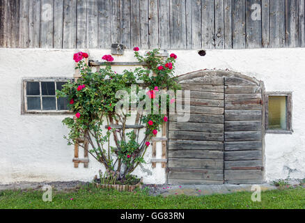 Alten verwitterte Scheune Holztüren und rote Rosenbusch blüht im Sommer Stockfoto