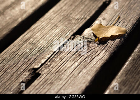 Braun Herbst Blatt auf Holzbrettern Stockfoto