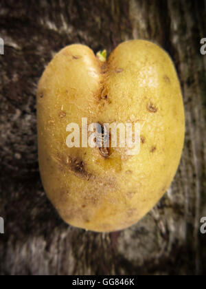 Kartoffel auf einem alten Holztisch. Vertikales Bild. Stockfoto