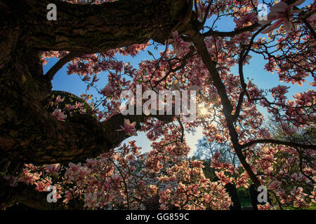 Schöne helle Rosa Magnolien Blumen Stockfoto