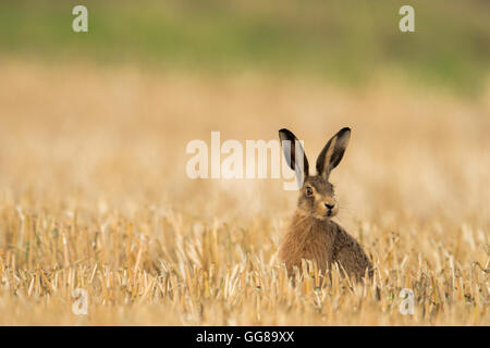 Europäische Brown Hare(Lepus europaeus) saß in einem Stoppelfeld Norfolk. Stockfoto