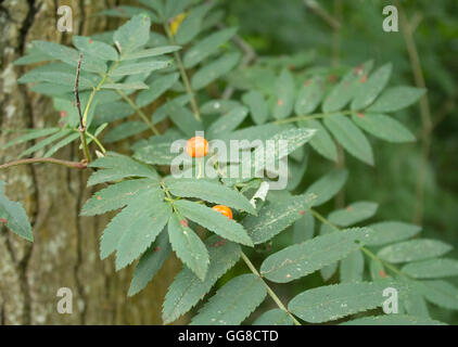 Blätter Stockfoto