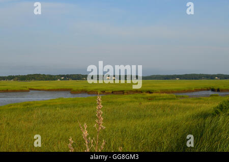 Grüne Sumpfgras entlang Pulver Punkt in Duxbury Massachusetts. Stockfoto