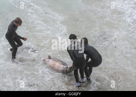 Die Landzunge, Newquay, Cornwall. 3. August 2016.  Ein toter Delphin wird von drei Jugendliche auf der Landzunge in Newquay, Cornwall von rauer See gezogen. Bildnachweis: Gordon Scammell/Alamy Live-Nachrichten Stockfoto