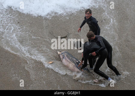 Die Landzunge, Newquay, Cornwall. 3. August 2016.  Ein toter Delphin wird von drei Jugendliche auf der Landzunge in Newquay, Cornwall von rauer See gezogen. Bildnachweis: Gordon Scammell/Alamy Live-Nachrichten Stockfoto