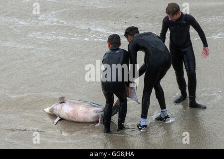 Die Landzunge, Newquay, Cornwall. 3. August 2016.  Ein toter Delphin wird von drei Jugendliche auf der Landzunge in Newquay, Cornwall von rauer See gezogen. Bildnachweis: Gordon Scammell/Alamy Live-Nachrichten Stockfoto