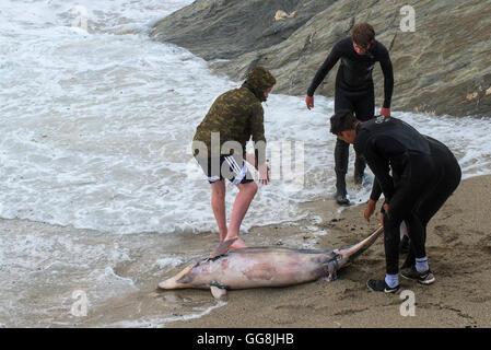 Die Landzunge, Newquay, Cornwall. 3. August 2016.  Ein toter Delphin wird von drei Jugendliche auf der Landzunge in Newquay, Cornwall von rauer See gezogen. Bildnachweis: Gordon Scammell/Alamy Live-Nachrichten Stockfoto