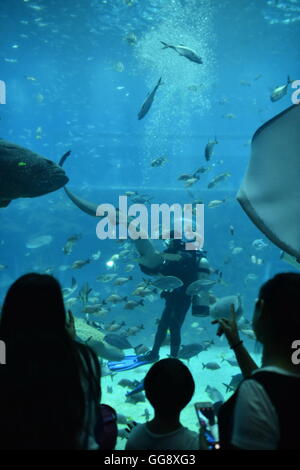 Der chinesischen Nanchang, Jiangxi Provinz. 10. August 2016. Menschen besuchen Sie ein Aquarium in Nanchang, Hauptstadt der Osten Chinas Jiangxi Provinz, 10. August 2016. Das Aquarium wurde etwa 122.000 Reisen im Juli. Bildnachweis: Zhou Mi/Xinhua/Alamy Live-Nachrichten Stockfoto