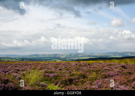 Beeley Moor, Derbyshire, UK. 10. August 2016. UK-Wetter: Wolken aus dem Westen über Beeley Moor und Ansichten über Hoffnung Tal im Peak District. Frühe Anzeichen von blühenden Heidekraut hinzufügen von Farbe in die Landschaft. Bildnachweis: Ian Francis/Alamy Live-Nachrichten Stockfoto