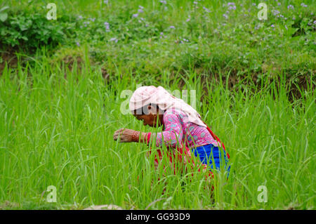 POKHARA, arbeitet NP - ca. AUGUST 2012 - Frau in einer Plantage Reis ca. August 2012 in Pokhara. Stockfoto