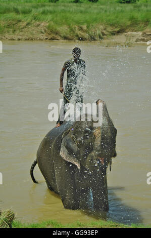 CHITWAN, NP-ca. AUGUST 2012 - ein Mann auf Elefanten nimmt ein Bad im Fluss, ca. August 2012 in Chitwan. Stockfoto