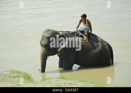 CHITWAN, NP-ca. AUGUST 2012 - ein Mann auf Elefanten nimmt ein Bad im Fluss, ca. August 2012 in Chitwan. Stockfoto