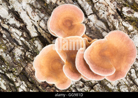 Ansicht von oben der jungen Pilze wachsen auf gefallene Hartholz anmelden. Möglicherweise Lentinus crinitis Stockfoto
