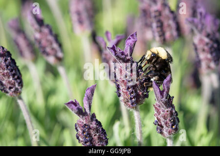 Hummel auf einer Lavendel-Blüte, Bestäubung Stockfoto