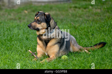 Mischling Hund liegen auf dem Rasen mit einem Stock und ball Stockfoto