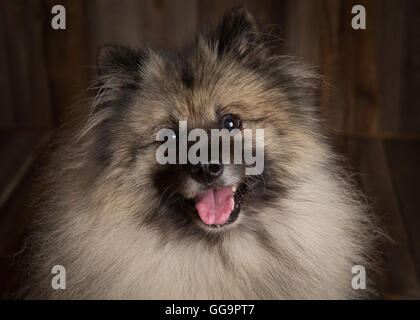 Keeshond Hund in einer rustikalen hölzernen Studioumgebung Nahaufnahme Gesicht in die Kamera schaut Stockfoto