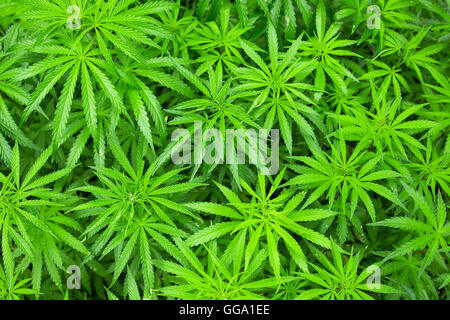 Jungen Cannabispflanzen im Feld Hintergrund Stockfoto