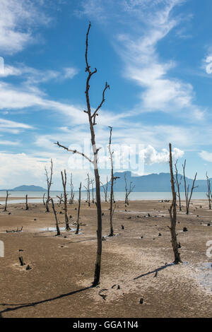 Tote Bäume auf der leeren Küste bei Ebbe. Stockfoto