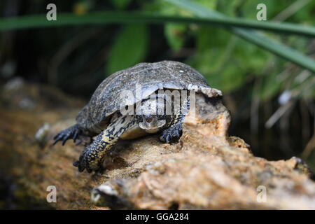 Westliche Sumpfschildkröte auf Baumstamm Stockfoto